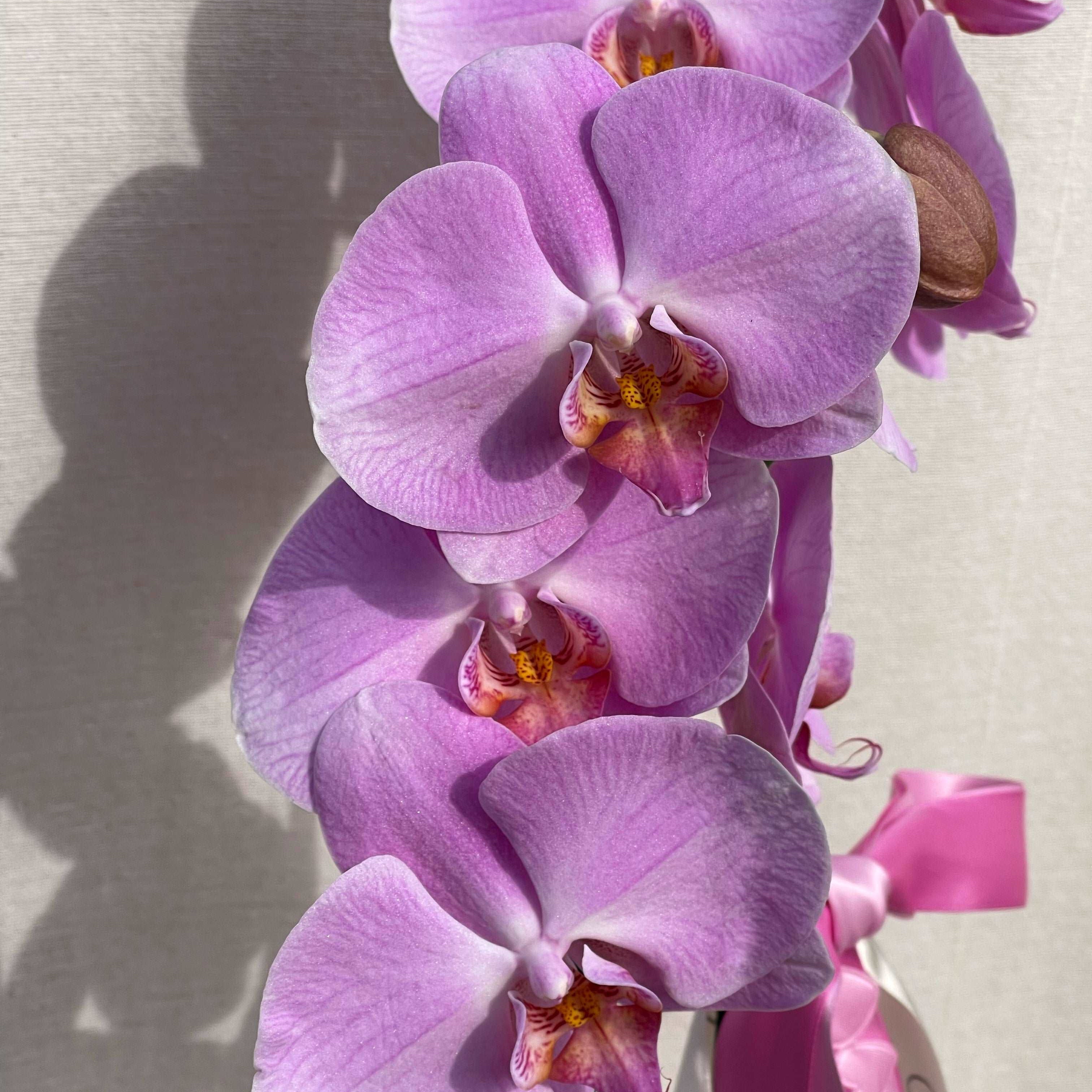 PHALAENOPSIS ORCHID - POTTED - GIA STUDIO